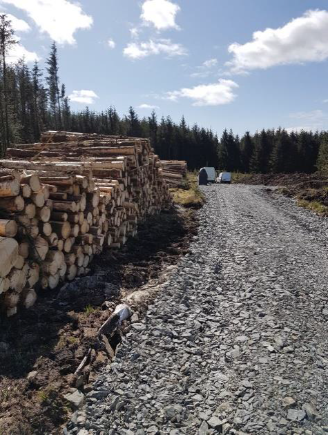 Forestry Felling Solwaybank